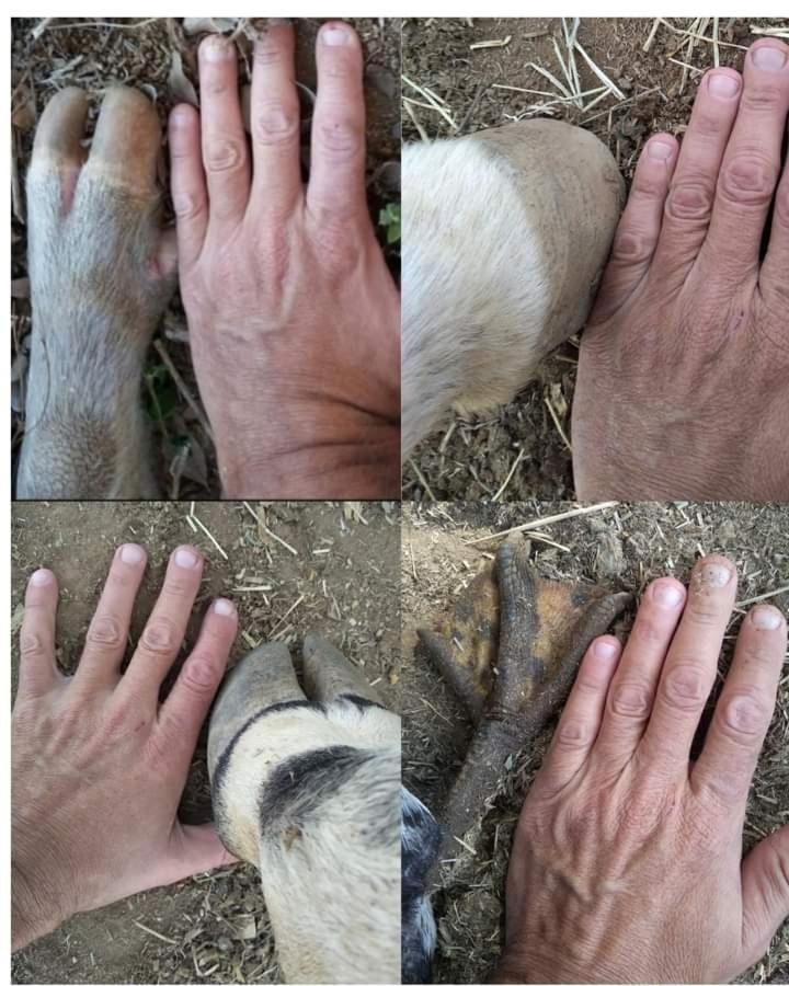 Hostel Santuario De Protecao Animal Filhos De Salomao Bragança Paulista Dış mekan fotoğraf